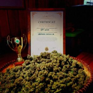 Cannabis cup édition cbd 2025