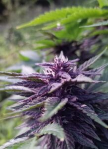 La question de la légalisation du cannabis récréatif suscite des débats passionnés à travers le monde. Tandis que certaines nations ont fait le choix de réguler cette substance, d’autres s’interrogent encore sur les implications économiques, sociales, et sanitaires d’un tel changement. À La Réunion, où l’association Hybrid Department se consacre à la recherche sur le chanvre et les cannabinoïdes, cette question prend une dimension particulière. En effet, la légalisation pourrait non seulement transformer les cadres réglementaires, mais aussi ouvrir des perspectives inédites en matière de recherche et développement (R&D), notamment sur les variétés locales adaptées à notre climat insulaire. --- 1. La légalisation : un levier pour la recherche et le développement La légalisation du cannabis récréatif pourrait offrir un cadre structuré pour l’exploration scientifique et l’innovation variétale. À La Réunion, les conditions climatiques uniques permettent le développement de souches distinctives, notamment le zamal, dont les profils terpènes et cannabinoïdes restent largement inexplorés. La mise en place d’un cadre légal permettrait : Des expérimentations contrôlées : Les croisements entre variétés locales et internationales pourraient aboutir à des plantes résilientes, adaptées aux contraintes environnementales (sécheresse, salinité des sols). Le développement de nouvelles molécules : L’analyse approfondie des cannabinoïdes mineurs pourrait déboucher sur des applications thérapeutiques ou industrielles innovantes. Une économie circulaire : Le développement de produits dérivés issus de la filière (cosmétiques, aliments, textiles) renforcerait la chaîne de valeur locale. --- 2. Les freins législatifs et les risques associés Actuellement, le cannabis est régi en France par une législation restrictive. La classification comme stupéfiant limite la recherche, la production et la commercialisation de produits issus de cette plante. Cela pose plusieurs problèmes : Une fuite des opportunités économiques : Les entreprises françaises doivent se tourner vers des pays où le cadre légal est plus souple, entraînant une perte de compétitivité. Le maintien d’un marché noir : L’interdiction alimente un marché illégal qui échappe à tout contrôle sanitaire et fiscal. Des stigmates persistants : La perception négative du cannabis freine les avancées dans la compréhension de ses bienfaits potentiels, qu’ils soient récréatifs, médicaux ou industriels. Toutefois, la légalisation ne serait pas sans défis. Une régulation rigoureuse serait essentielle pour éviter les abus, protéger les mineurs, et garantir un équilibre entre consommation responsable et santé publique. --- 3. Les bénéfices potentiels de la légalisation 3.1. Santé publique et contrôle sanitaire Légaliser le cannabis permettrait de garantir la qualité des produits mis sur le marché, notamment en évitant la présence de contaminants (pesticides, métaux lourds). Les produits pourraient être étiquetés avec précision, indiquant les taux de THC et de CBD, et offrant aux consommateurs une transparence totale. 3.2. Retombées économiques Une légalisation encadrée pourrait générer des revenus significatifs grâce à la taxation, tout en créant des emplois dans des secteurs variés (agriculture, transformation, distribution). Pour La Réunion, cela représenterait une opportunité unique de diversification économique. 3.3. Une reconnaissance des variétés locales Le patrimoine botanique de La Réunion, avec des variétés emblématiques comme le zamal, pourrait être valorisé à l’échelle internationale. Cela renforcerait l’identité culturelle et scientifique de l’île, tout en attirant des partenariats et des investissements étrangers. --- 4. Les défis à relever pour une légalisation réussie 4.1. Un cadre réglementaire précis La légalisation nécessite une régulation stricte, notamment pour définir : Les limites de production et de distribution. Les zones et modalités de culture, en respectant la biodiversité. Les conditions d’accès pour les consommateurs (âge minimum, contrôle des quantités). 4.2. Sensibilisation et éducation La légalisation doit s’accompagner d’une campagne de sensibilisation pour informer les citoyens sur les effets du cannabis, les risques liés à l’abus, et l’importance d’une consommation responsable. 4.3. Préserver l’équilibre écologique Une production intensive mal encadrée pourrait avoir des conséquences environnementales néfastes (érosion des sols, consommation excessive d’eau). Il est donc crucial d’encourager des pratiques agricoles durables. --- Conclusion : un équilibre entre innovation et responsabilité La légalisation du cannabis récréatif, loin d’être une décision anodine, pourrait ouvrir des opportunités uniques pour La Réunion, notamment en matière de recherche, de développement économique, et de valorisation des variétés locales. Cependant, cette transition doit s’accompagner d’un cadre législatif rigoureux, d’une sensibilisation des citoyens, et d’une réflexion approfondie sur les enjeux éthiques et environnementaux. Faut-il légaliser le cannabis récréatif ?